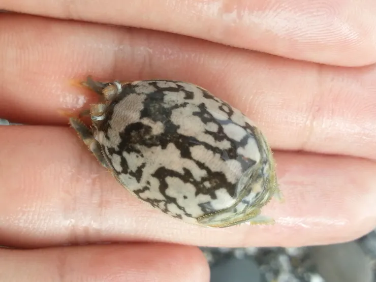 蟬蟹（浪花蟹）的背部近照