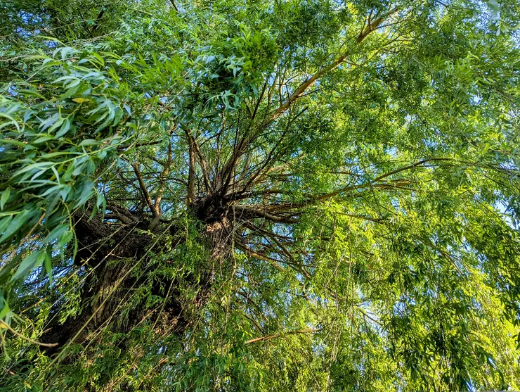 2025/05/21 小滿：住家巷口一戶人家後院，有參天柳樹一棵，每次外出散步必經過。節氣之始，以汝為證。