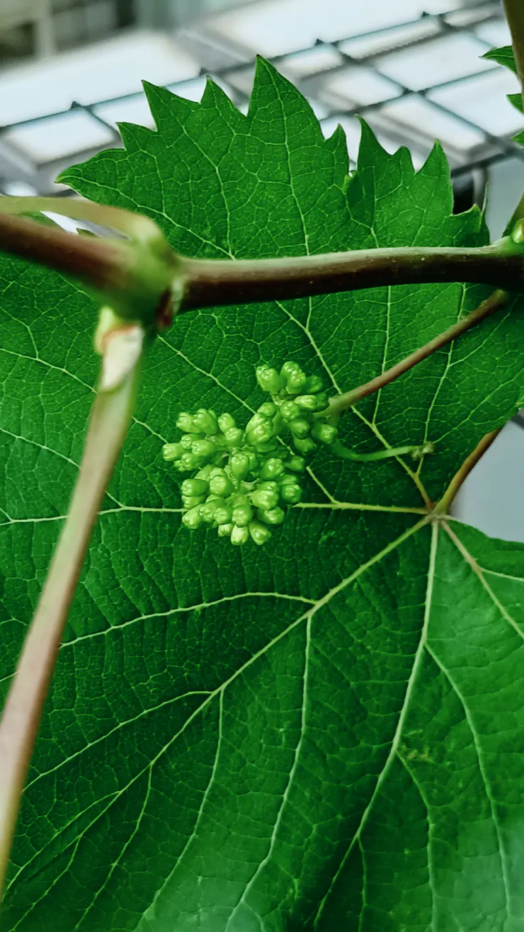 不清楚是花還是果實的葡萄
