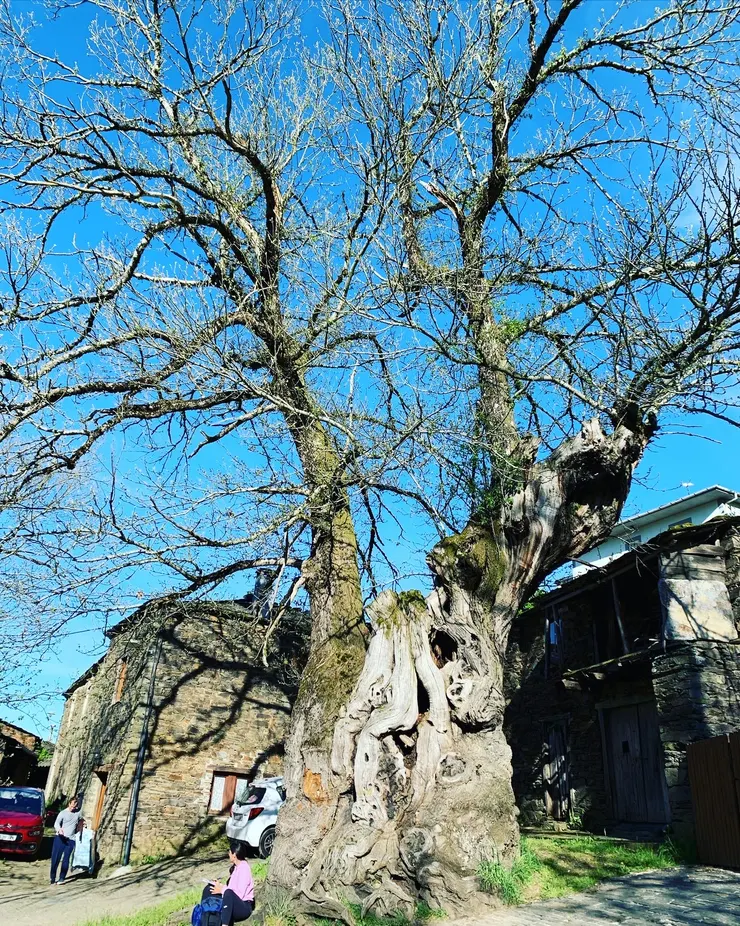 圖五:狂舞的大樹