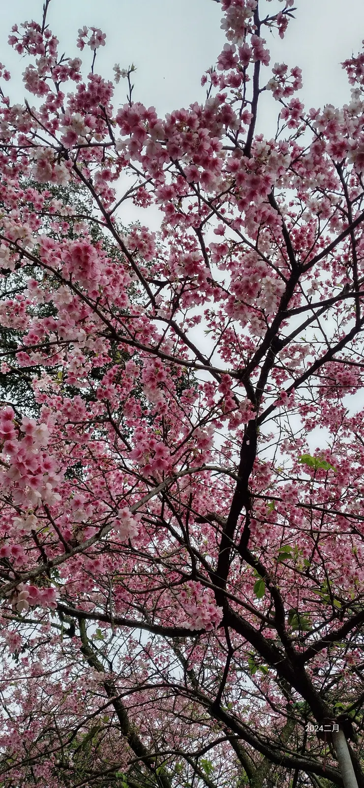 天若有晴多麗人