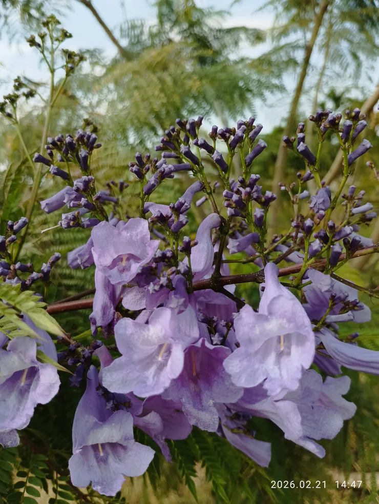 花解語，藍花楹
