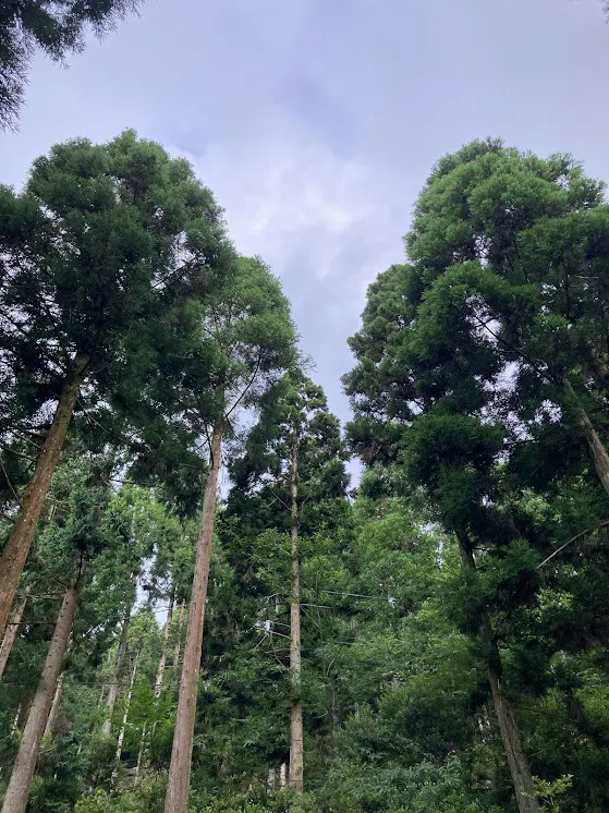 高海拔的樹有一種魔幻的感覺
