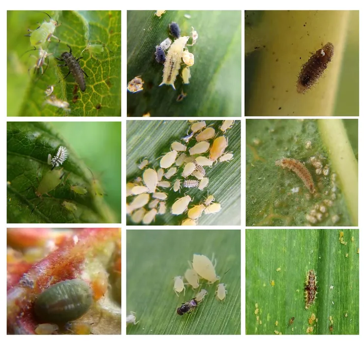 那些衝鋒殺敵的無名小卒、太小了看不見、太醜了不想見、看起來像壞蛋不如不見、有些見了也不認識……