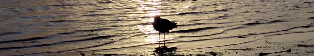 澳打生存日記的沙龍