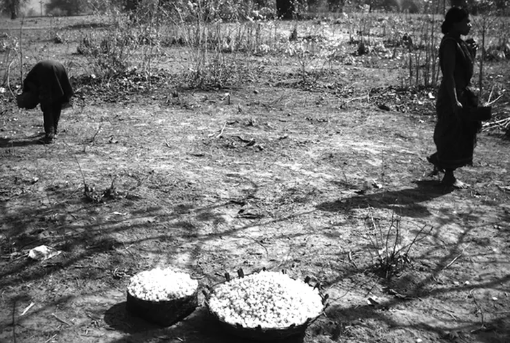 ▲高價值的瑪華花（mahua flowers），可經採收、乾燥，做成酒。種子可榨油，用來烹飪。有些部落會把瑪華餅當作藥用，用來助產。（Manipadma Jena／IPS 攝） 