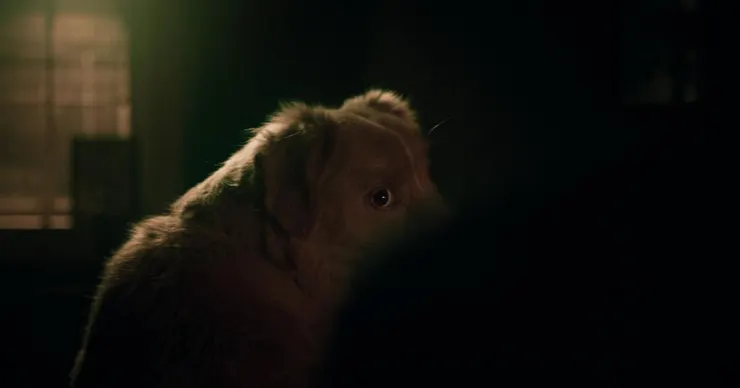 透過想像以及電影魔法,我們賦予狗狗日常的反應全新的意義