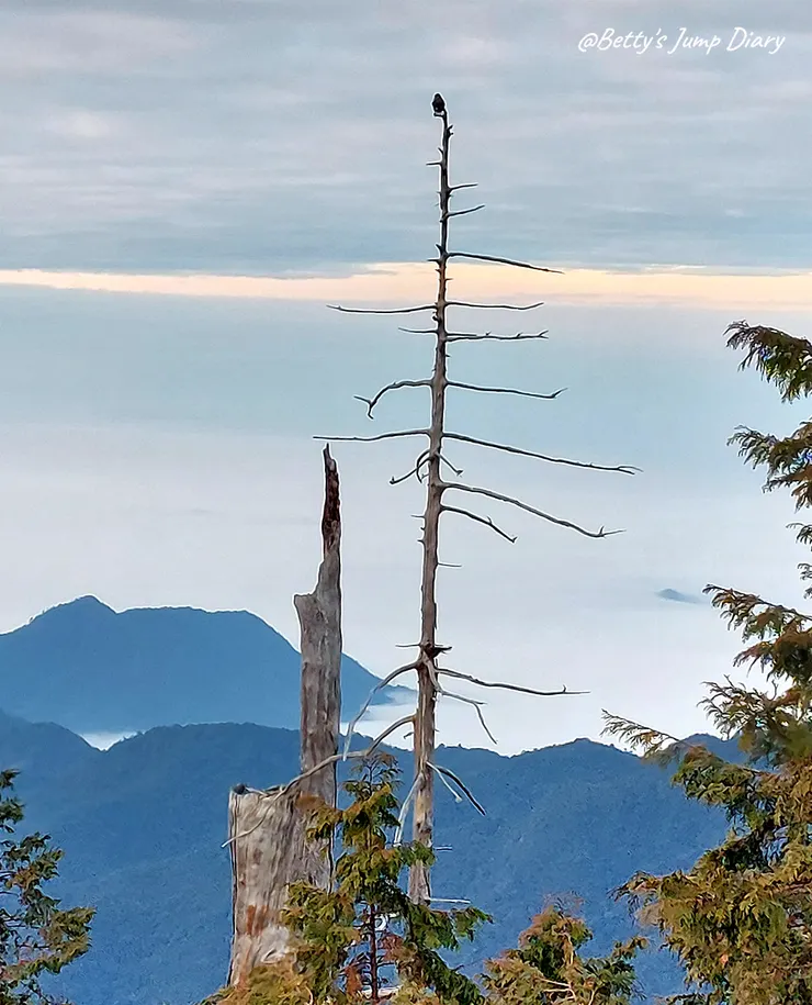 ▲台中「大雪山國家森林遊樂區」/圖片來源：Betty's Jump Diary