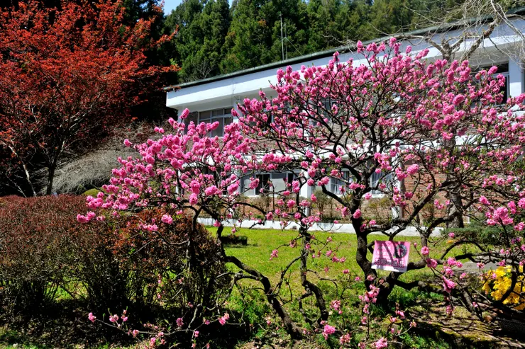 【行政中心前盛開的矮桃】