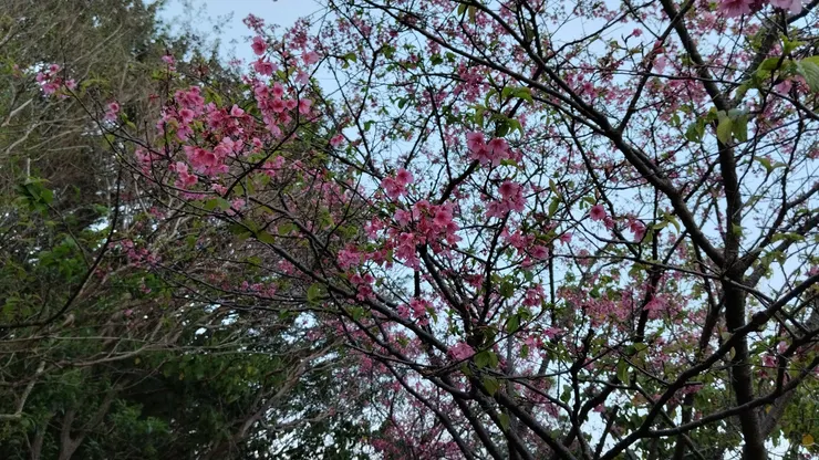 櫻花照