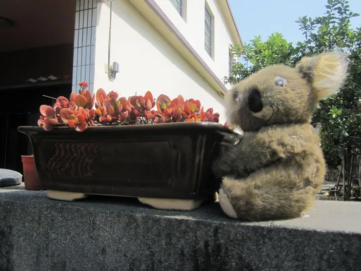 圍牆上的無尾熊與盆栽