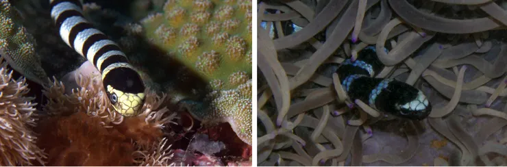 黃唇青斑海蛇(左)及黑唇青斑海蛇(右)之唇部比較。(圖片來源:craigjhowe、 gbiscop)