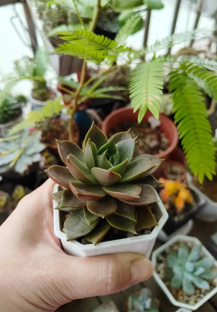 心彼玫瑰夏天比較綠，它應該也是很喜歡陽光的品種，因為它有點微微徒長