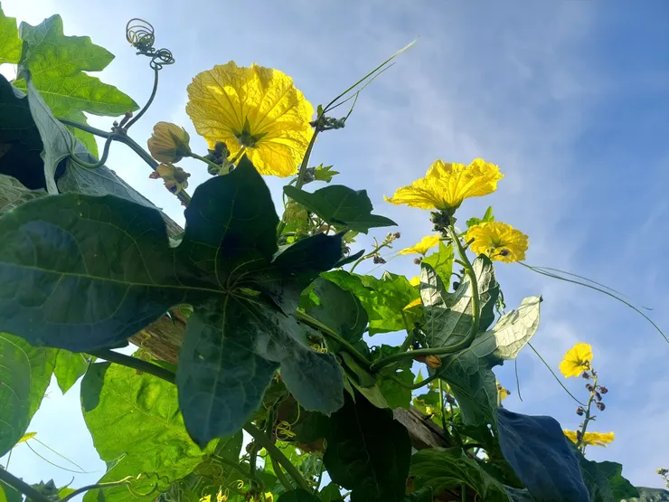 成片贏日招展的絲瓜花，洋溢著鄉間特有的風情