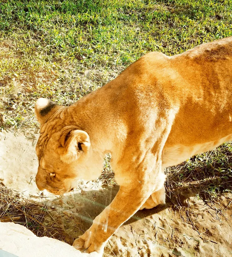 萬獸之王走後換他老婆走來😄