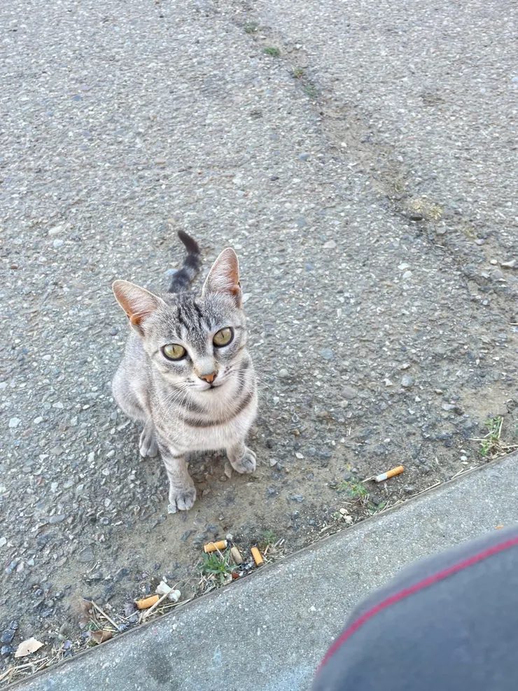 路上討要食物的小貓