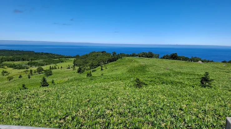 遠方的畫面中有兩隻鹿在吃草