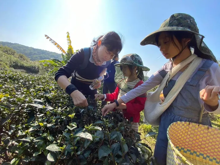 旅學堂藉由行旅體驗茶絲路的故事，深入歷史背景，講述茶如何種植於大屯山區。