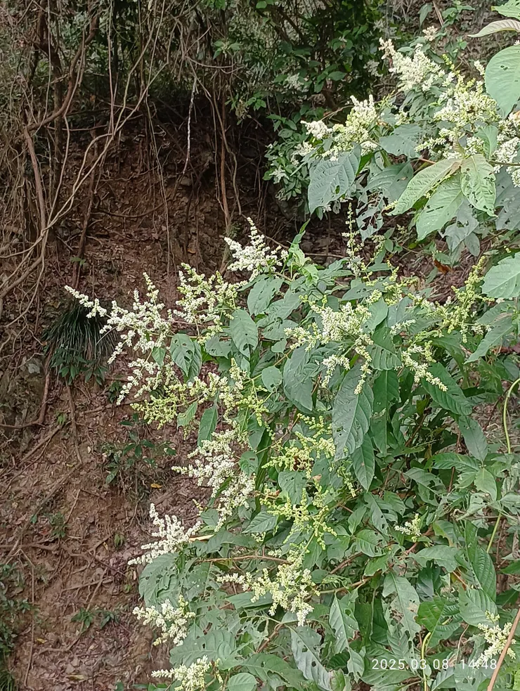 笠頂山上水錦木花開遍，自拍攝