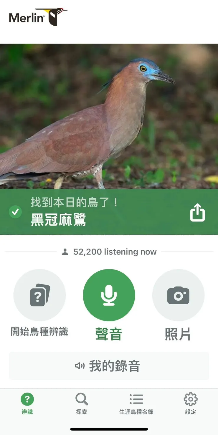 圖14 我當天Merlin上的目標鳥-黑冠麻鷺