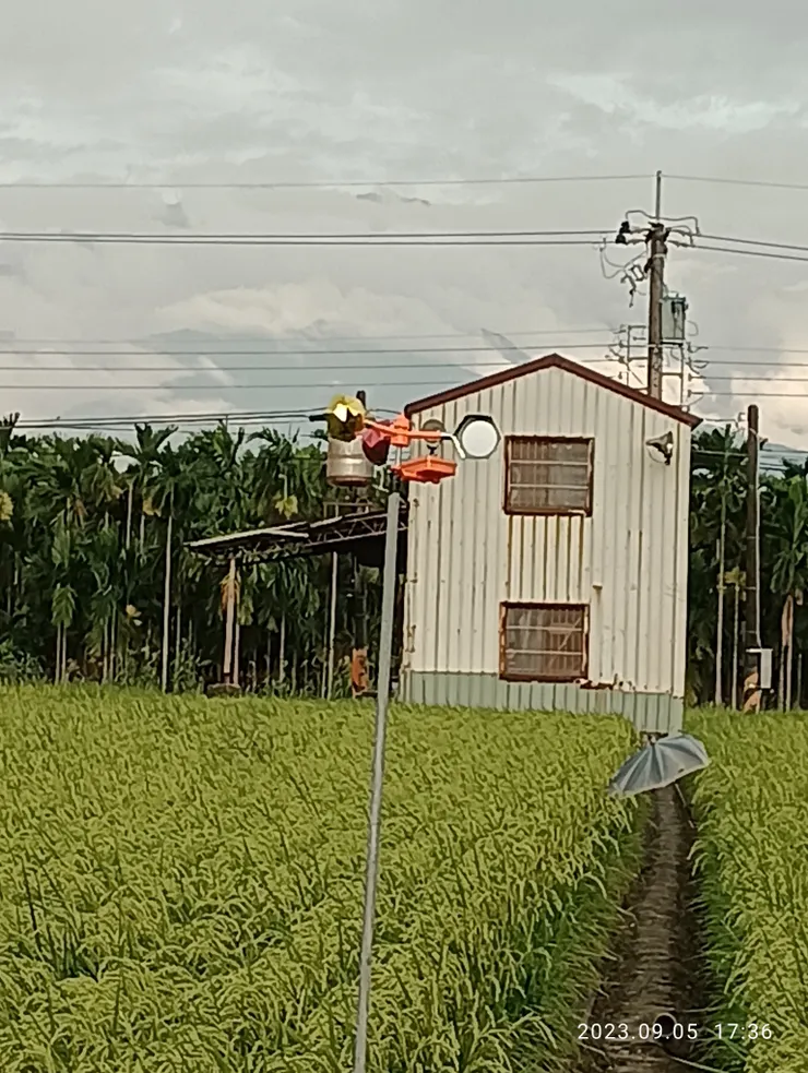 今年第二期稻作準備收割，於屏東歸來首遇以風力啓動多種音效的驅鳥器，自拍攝