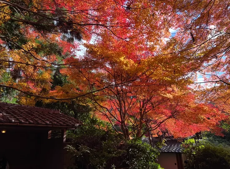 片片楓紅，不要想太多，拍下眼中看到的都會是美照
