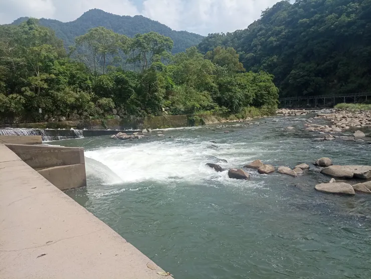 偶會見到魚往水流逆衝而上