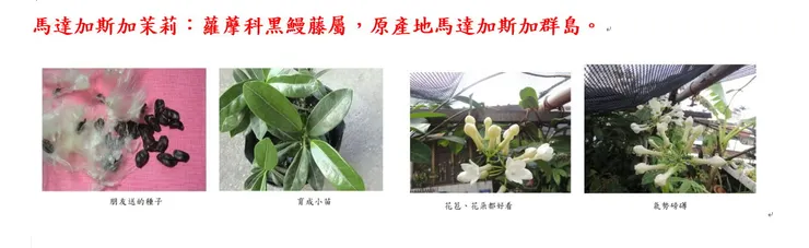 非洲茉莉的育苗過程