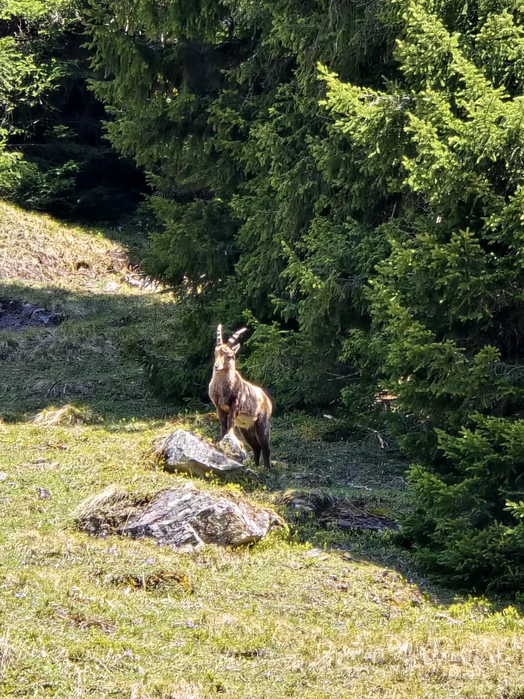 路邊出現的野生動物，不愧是充滿自然景色的瑞士