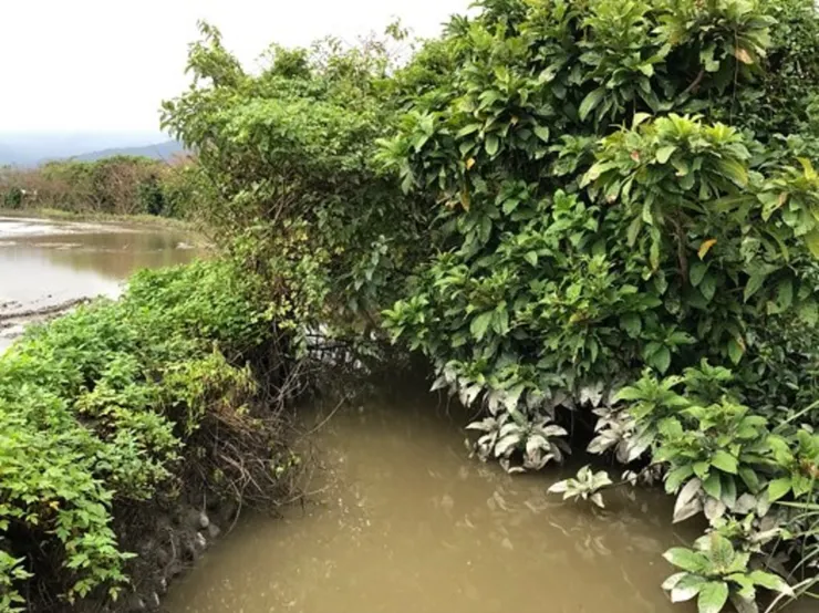 長著棋盤腳與其他水生植物的濕地（圖片來源：文化部國家記憶庫）