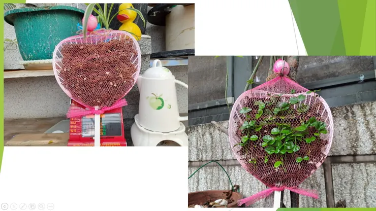 以水苔包覆柚子種子