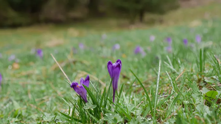 少數堅強的番紅花