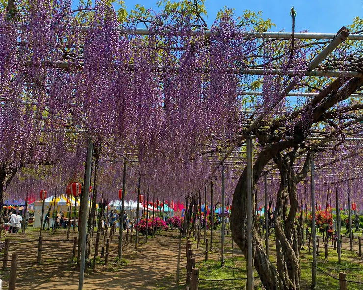 曼陀羅寺公園 - 紫藤花