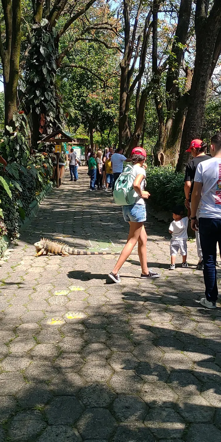 綠鬣蜥是哥倫比亞本土種，在公園常常可以看到，更別說保育公園．雖然沒有他們的展示場，在這裡他們才是主場，超級囂張的跑來跑去．小朋友還要等他過馬路