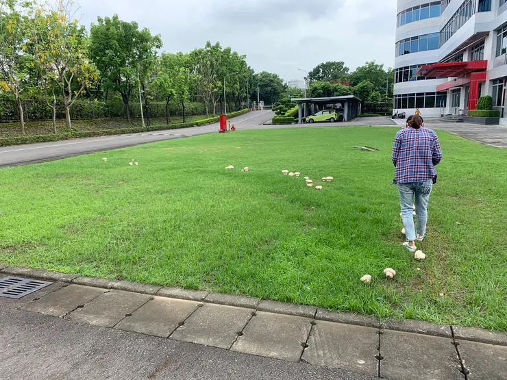 公司的草皮香菇事件