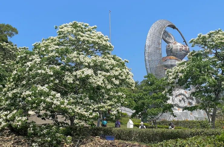 台灣桐花王