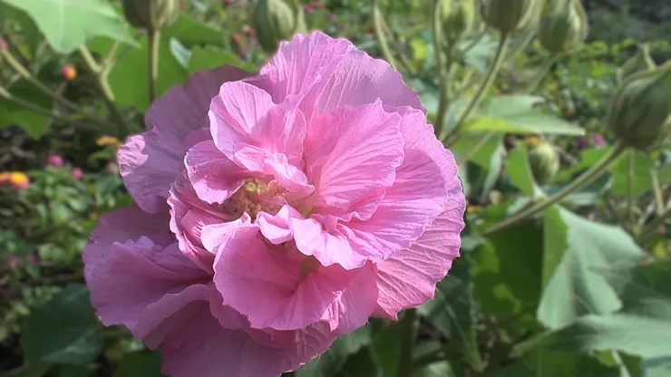 開在秋季的木芙蓉艷若牡丹，有「拒霜花」之稱