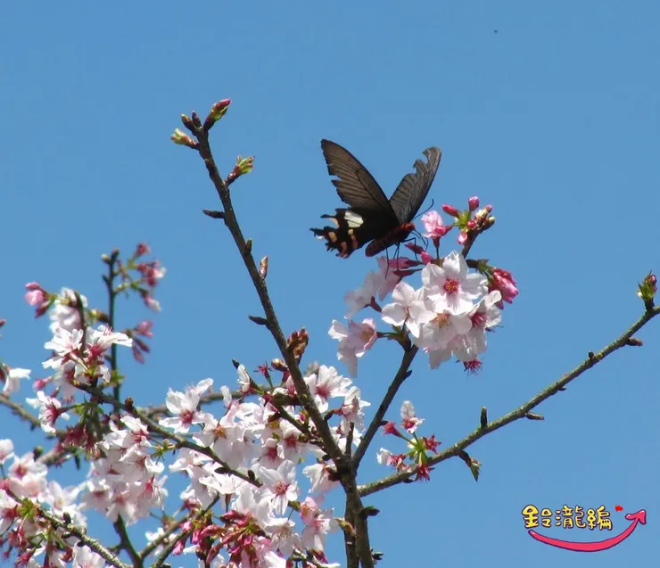 飛上枝頭的破碎太美～