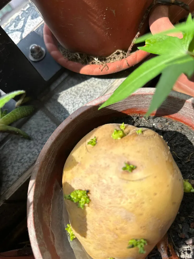 真的會結出新的馬鈴薯寶寶哦