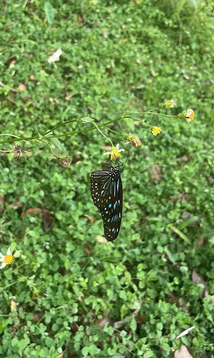 淡紋青斑蝶