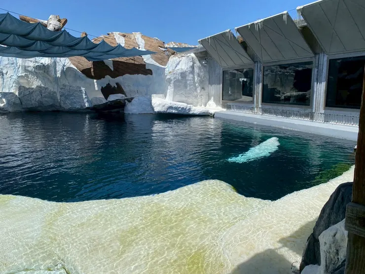 極地動物區的白鯨