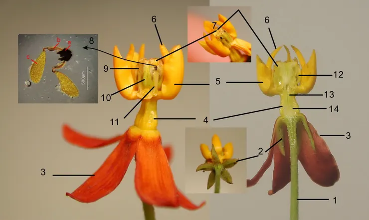 馬利筋花之解剖圖