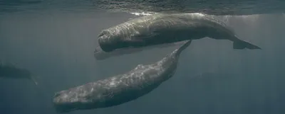 Tzu's 實名文字工作室