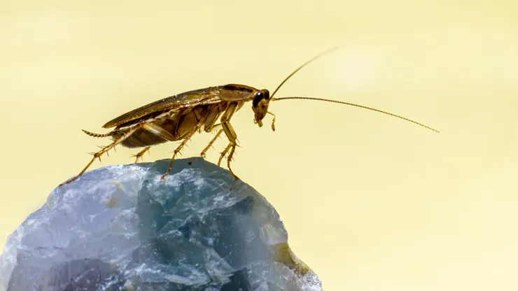 https://pixabay.com/zh/photos/german-cockroach-insect-pest-6982350/