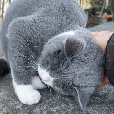 亂皂𥴊仔店 ⓂⒺⒾⓃⓀⒾⓄⓈⓀ 