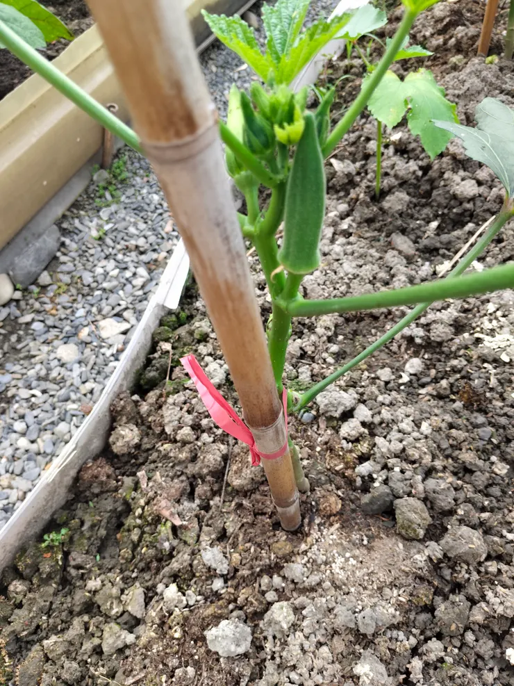 秋葵(還有葉子)