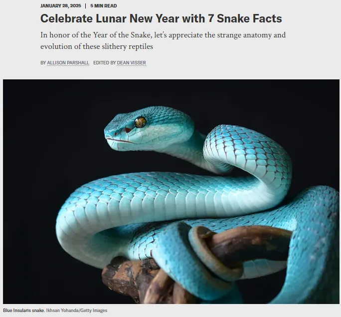 圖片及新聞英文原文出處https://www.scientificamerican.com/article/snake-facts-for-the-lunar-new-year/