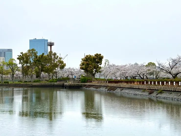 最誇張的莫屬JR櫻之宮站、綿延數公里的櫻花樹，走了40分鐘都還有櫻花樹🌸