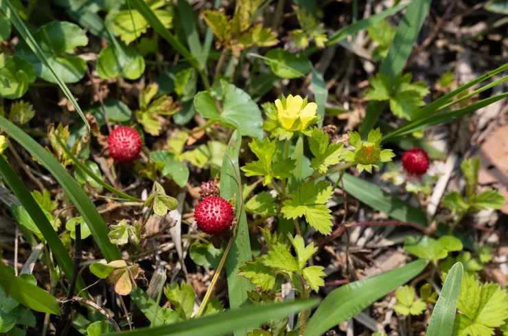 台灣蛇莓植株特寫