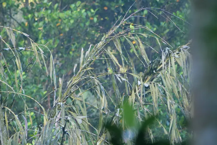 好不容易拍到兩隻